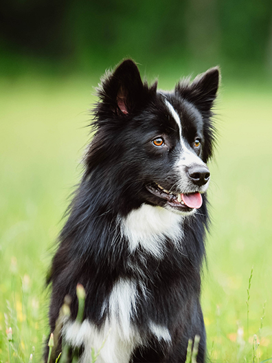 Dog with owner
