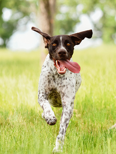 Pointer